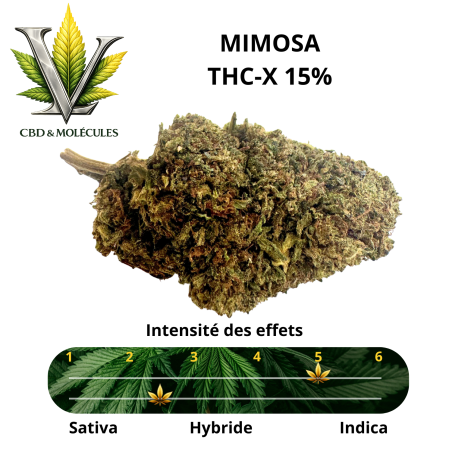 LV PREMIUM - FLEUR MIMOSA 15% THC-X GREENHOUSE - La Vapoteria